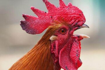por qué los gallos cantan