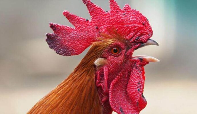 por qué los gallos cantan