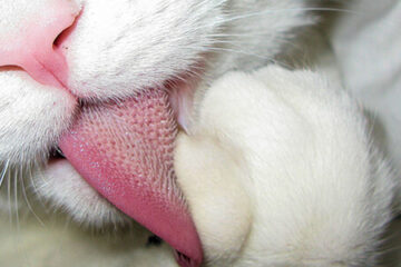 por qué los gatos tienen la lengua áspera