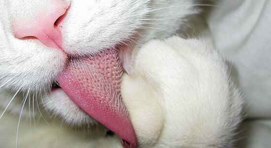 por qué los gatos tienen la lengua áspera